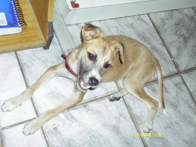 Cachorro ra a  idade 1 ano nome Penelope