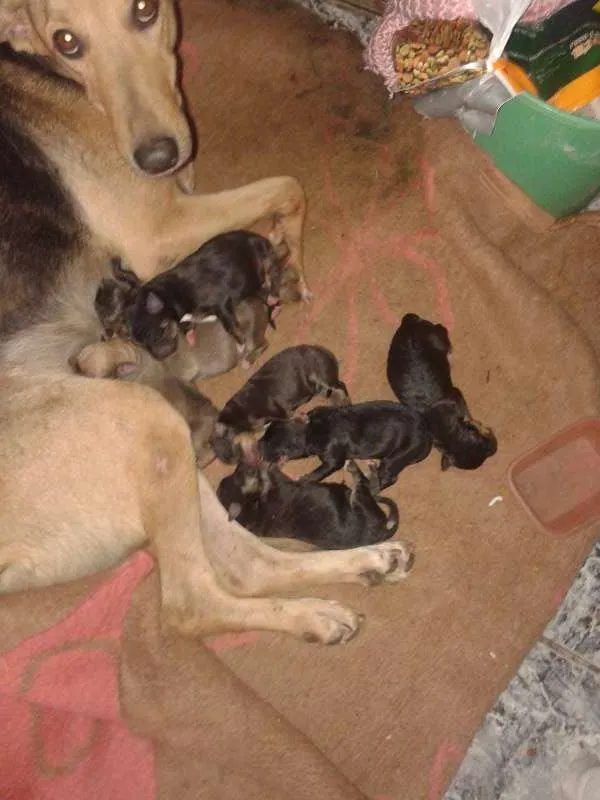 Cachorro ra a mestiço pastor idade Abaixo de 2 meses nome bob