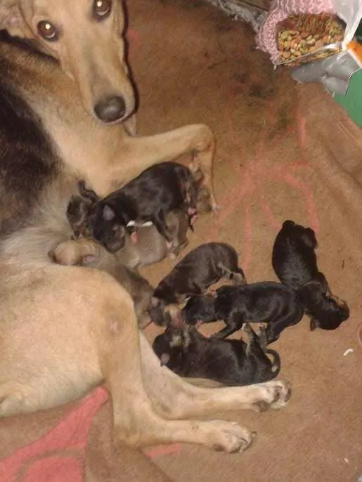 Cachorro ra a mestiço pastor idade Abaixo de 2 meses nome bob