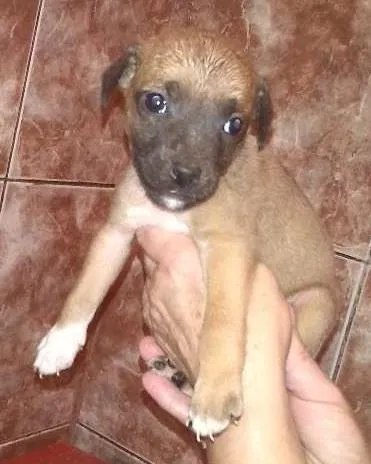 Cachorro ra a Vira Lata idade Abaixo de 2 meses nome Sem Nome