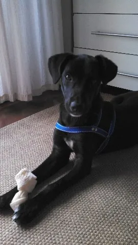 Cachorro ra a SRD idade 7 a 11 meses nome Pêto