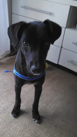Cachorro raça SRD idade 7 a 11 meses nome Pêto