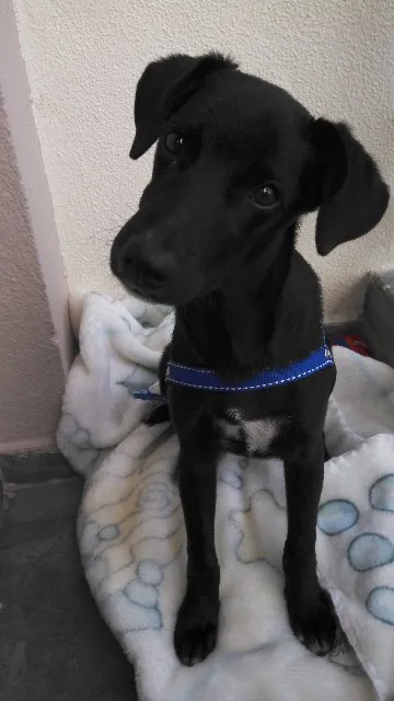 Cachorro ra a SRD idade 7 a 11 meses nome Pêto