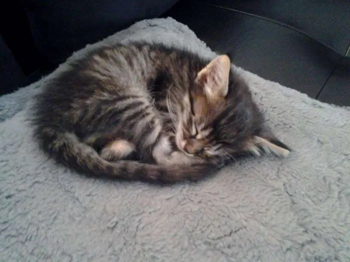 Gato raça  idade Abaixo de 2 meses nome Obiwan
