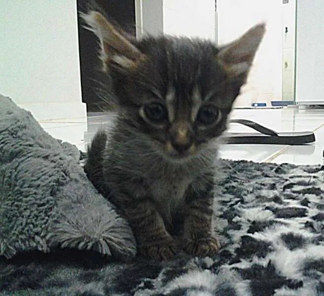 Gato raça  idade Abaixo de 2 meses nome Obiwan