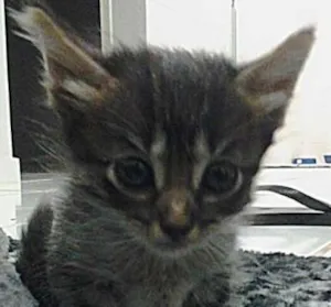 Gato raça  idade Abaixo de 2 meses nome Obiwan