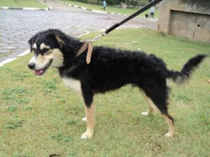 Cachorro raça SRD idade 2 anos nome Tibério