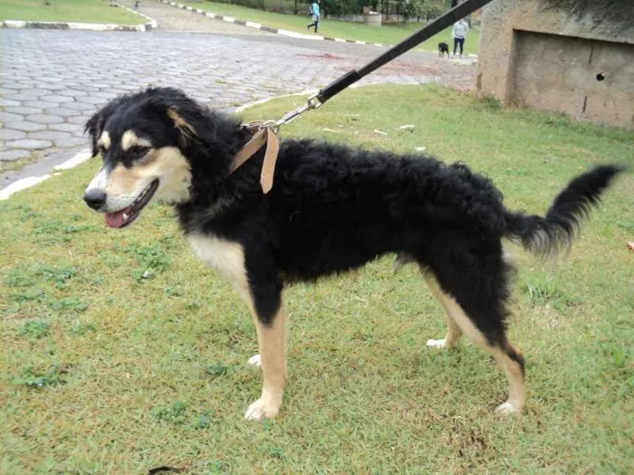 Cachorro ra a SRD idade 2 anos nome Tibério