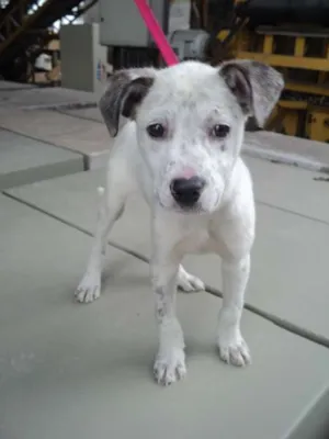 Cachorro raça SRD idade 2 a 6 meses nome Nuvem