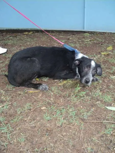 Cachorro ra a SRD idade 2 a 6 meses nome Quinua