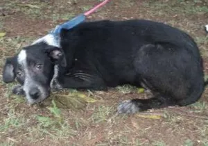 Cachorro raça SRD idade 2 a 6 meses nome Quinua