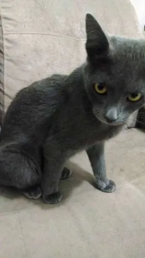 Gato raça SRD idade 7 a 11 meses nome Luna
