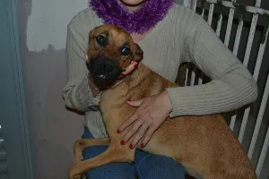 Cachorro raça SRD idade 7 a 11 meses nome Sem nome