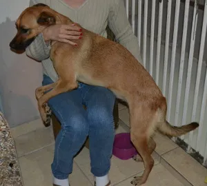 Cachorro raça SRD idade 7 a 11 meses nome Sem nome