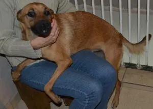Cachorro raça SRD idade 7 a 11 meses nome Sem nome