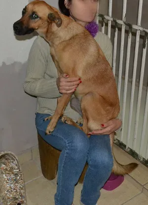 Cachorro raça SRD idade 7 a 11 meses nome Sem nome