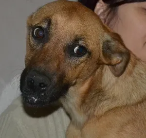 Cachorro raça SRD idade 7 a 11 meses nome Sem nome