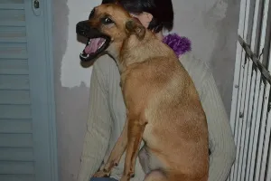 Cachorro raça SRD idade 7 a 11 meses nome Sem nome