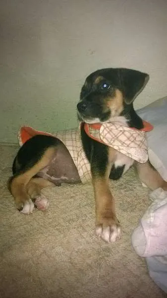 Cachorro ra a SRD idade 2 a 6 meses nome pequeno 1
