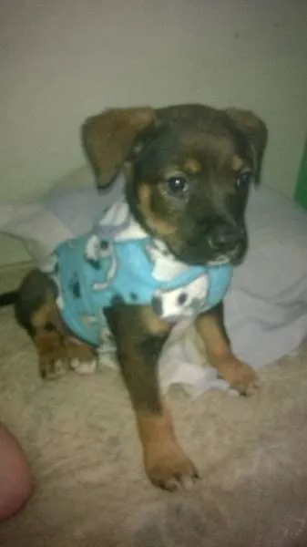 Cachorro ra a SRD idade 2 a 6 meses nome Pequenino