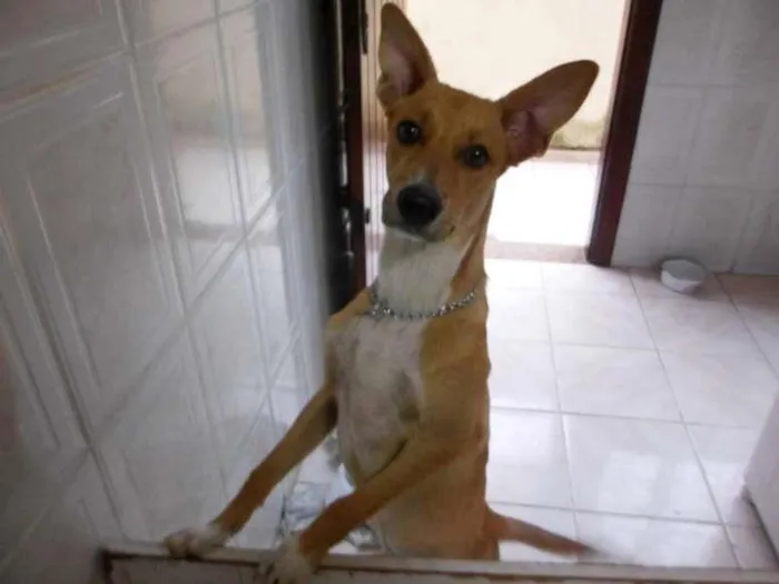 Cachorro ra a SRD idade 2 a 6 meses nome THOR
