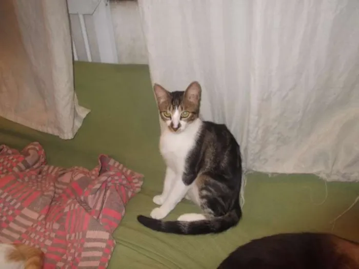 Gato ra a SRD idade 7 a 11 meses nome Tigrado lindo