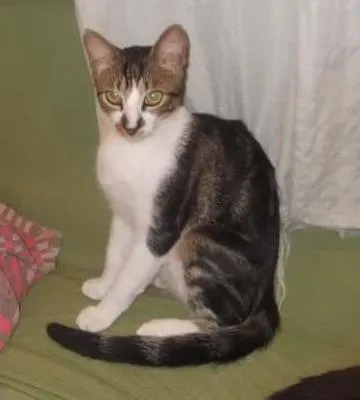 Gato ra a SRD idade 7 a 11 meses nome Tigrado lindo
