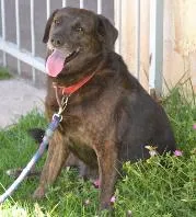 Cachorro raça SRD idade  nome Thomas