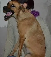 Cachorro raça SRD idade 7 a 11 meses nome Sem nome