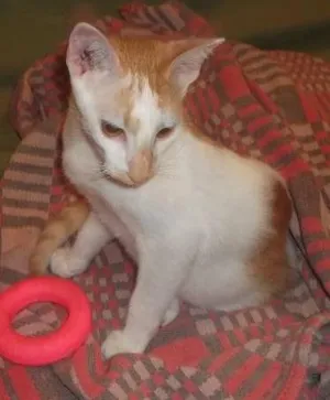 Gato raça SRD idade 2 a 6 meses nome Caramelo