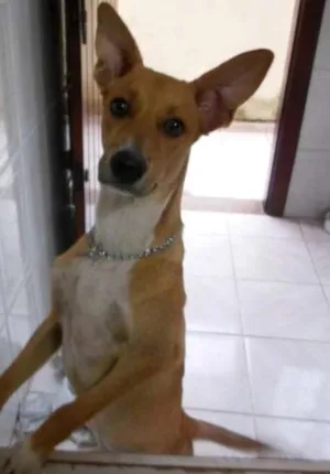 Cachorro raça SRD idade 2 a 6 meses nome THOR