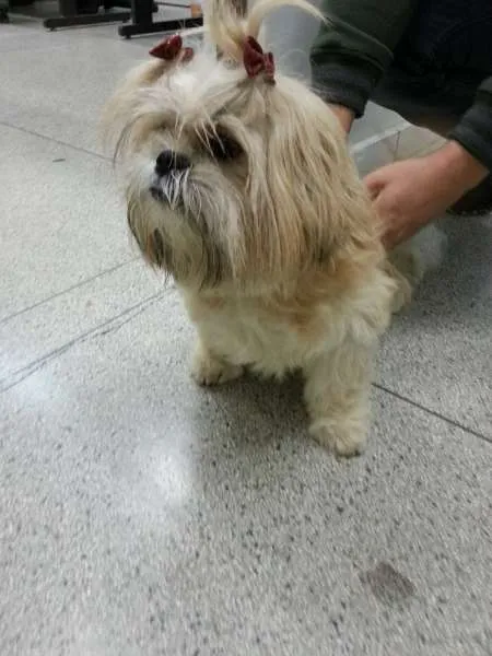 Cachorro ra a Lhasa Apso idade nome Desconhecido
