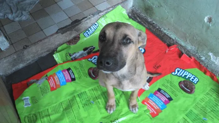 Cachorro raça srd idade 7 a 11 meses nome varios
