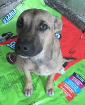 Cachorro raça srd idade 7 a 11 meses nome varios