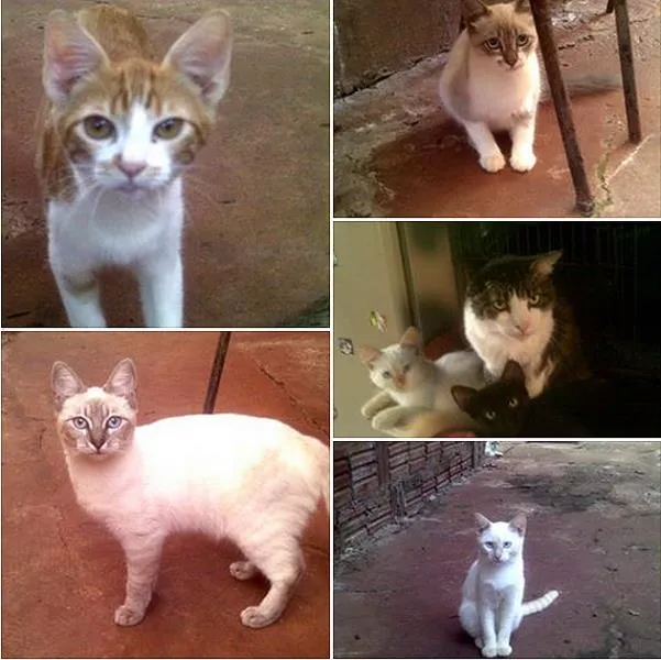 Gato ra a Dv idade  nome Lindos Gatinhos
