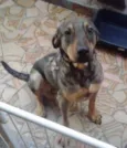 Sansão