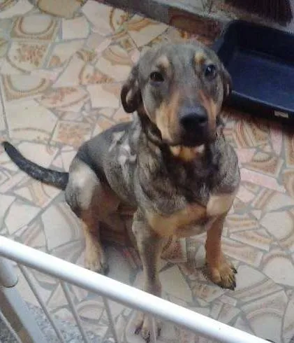 Cachorro ra a SRD idade 2 anos nome Sansão