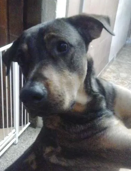 Cachorro ra a SRD idade 2 anos nome Sansão