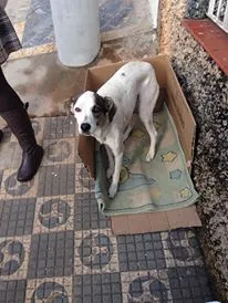Cachorro ra a Vira lata idade 1 ano nome Bob