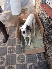 Cachorro ra a Vira lata idade 1 ano nome Bob