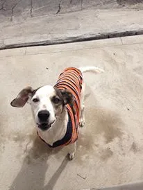 Cachorro ra a Vira lata idade 1 ano nome Bob