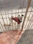 Bob
