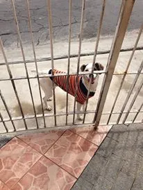 Cachorro ra a Vira lata idade 1 ano nome Bob