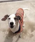 Bob
