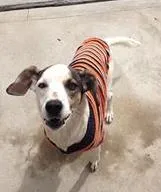 Cachorro ra a Vira lata idade 1 ano nome Bob