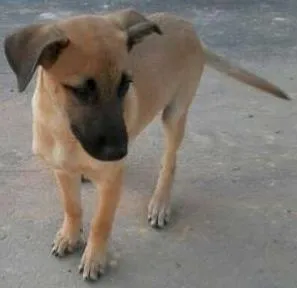 Cachorro raça SRD idade 2 a 6 meses nome Sem nome