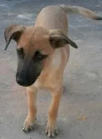 Cachorro raça SRD idade 2 a 6 meses nome Sem nome