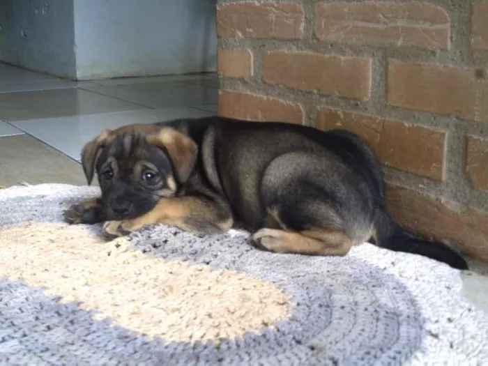 Cachorro ra a SRD idade Abaixo de 2 meses nome Sem nome