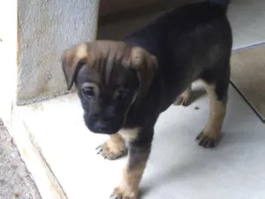 Cachorro raça SRD idade Abaixo de 2 meses nome Sem nome