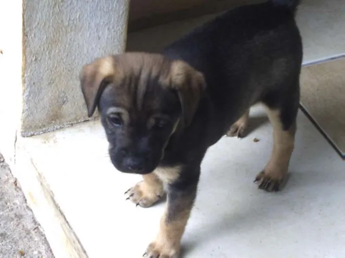 Cachorro ra a SRD idade Abaixo de 2 meses nome Sem nome